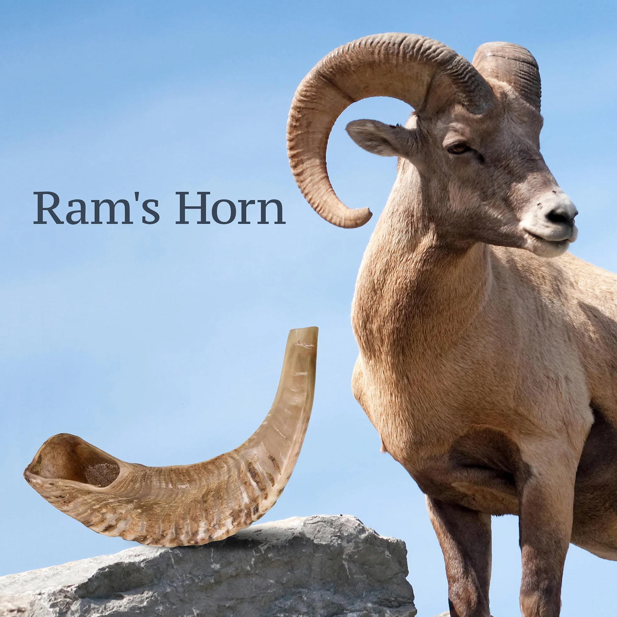 World of Judaica, corno daturale di ariete Shofar con parte alta ricurva e scanalature
