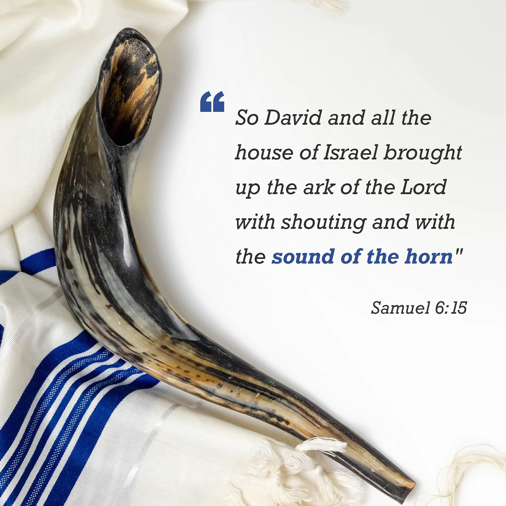 World of Judaica, corno daturale di ariete Shofar con parte alta ricurva e scanalature
