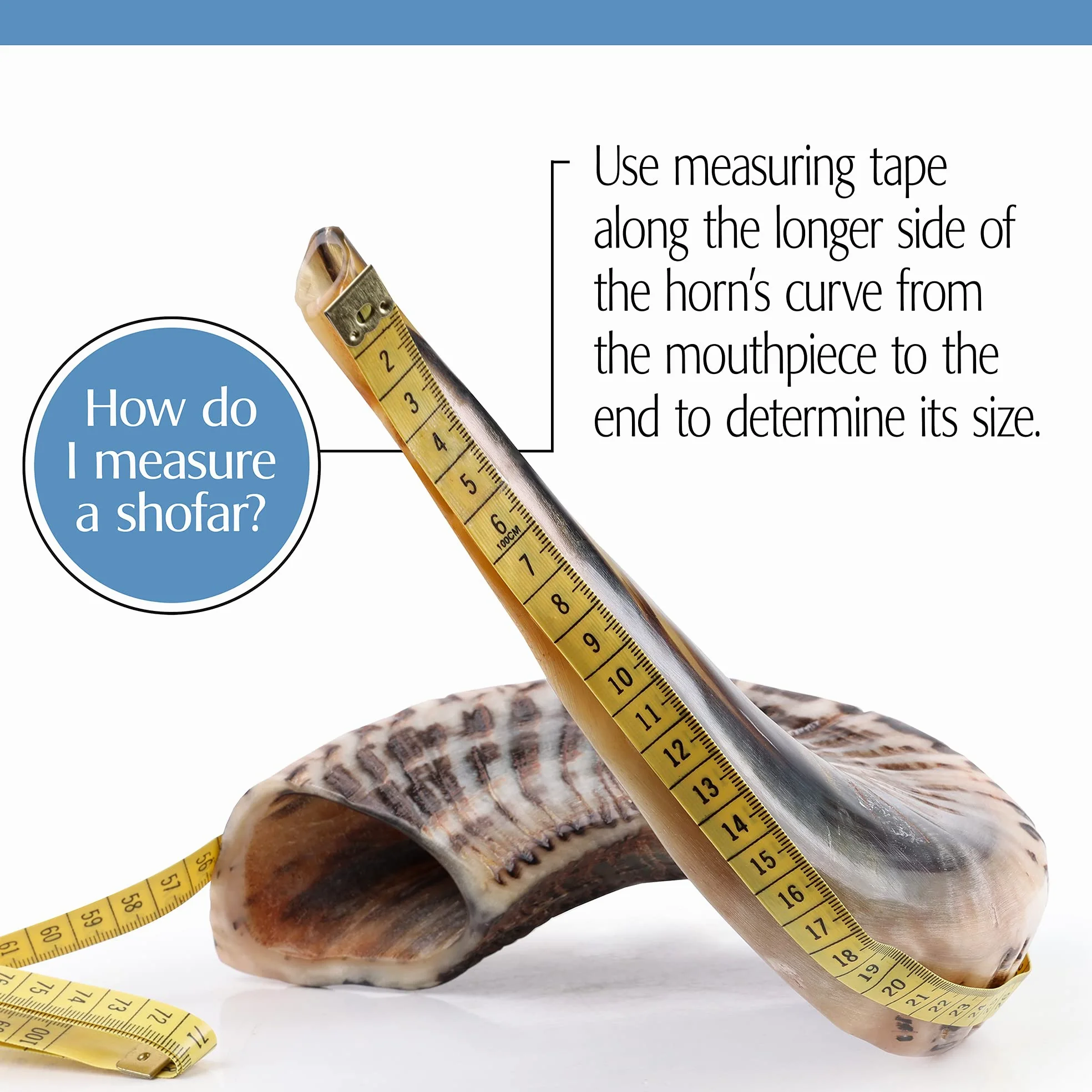 World of Judaica, corno daturale di ariete Shofar con parte alta ricurva e scanalature