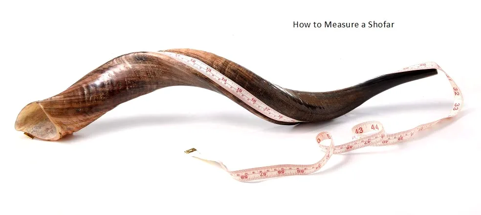 50-59 cm, corno Shofar Kudu yemenita, lucidato
