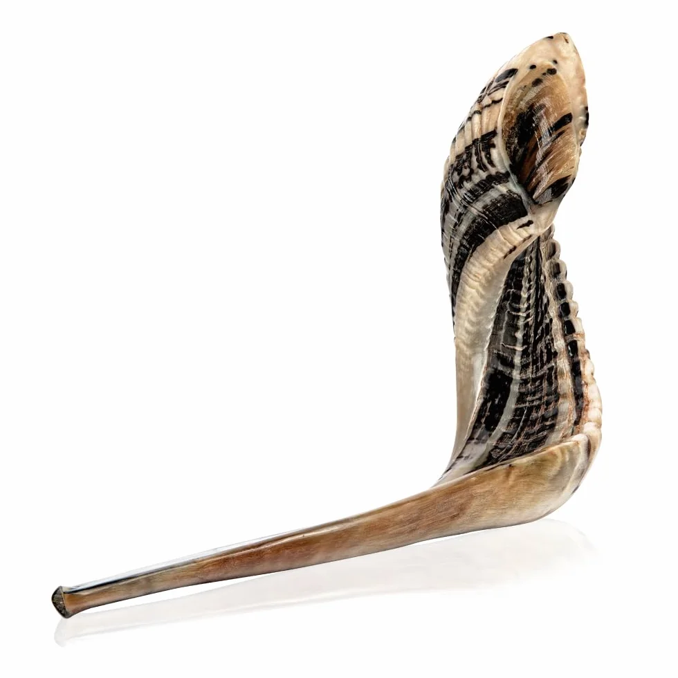 Holy Voice Kosher, corno Shofar di ariete proveniente da Israele, 30,5-35,6 cm, tradizionale mezzo lucido, strumento musicale ebraico antico della Terra Santa, bocchino liscio per un facile soffiaggio