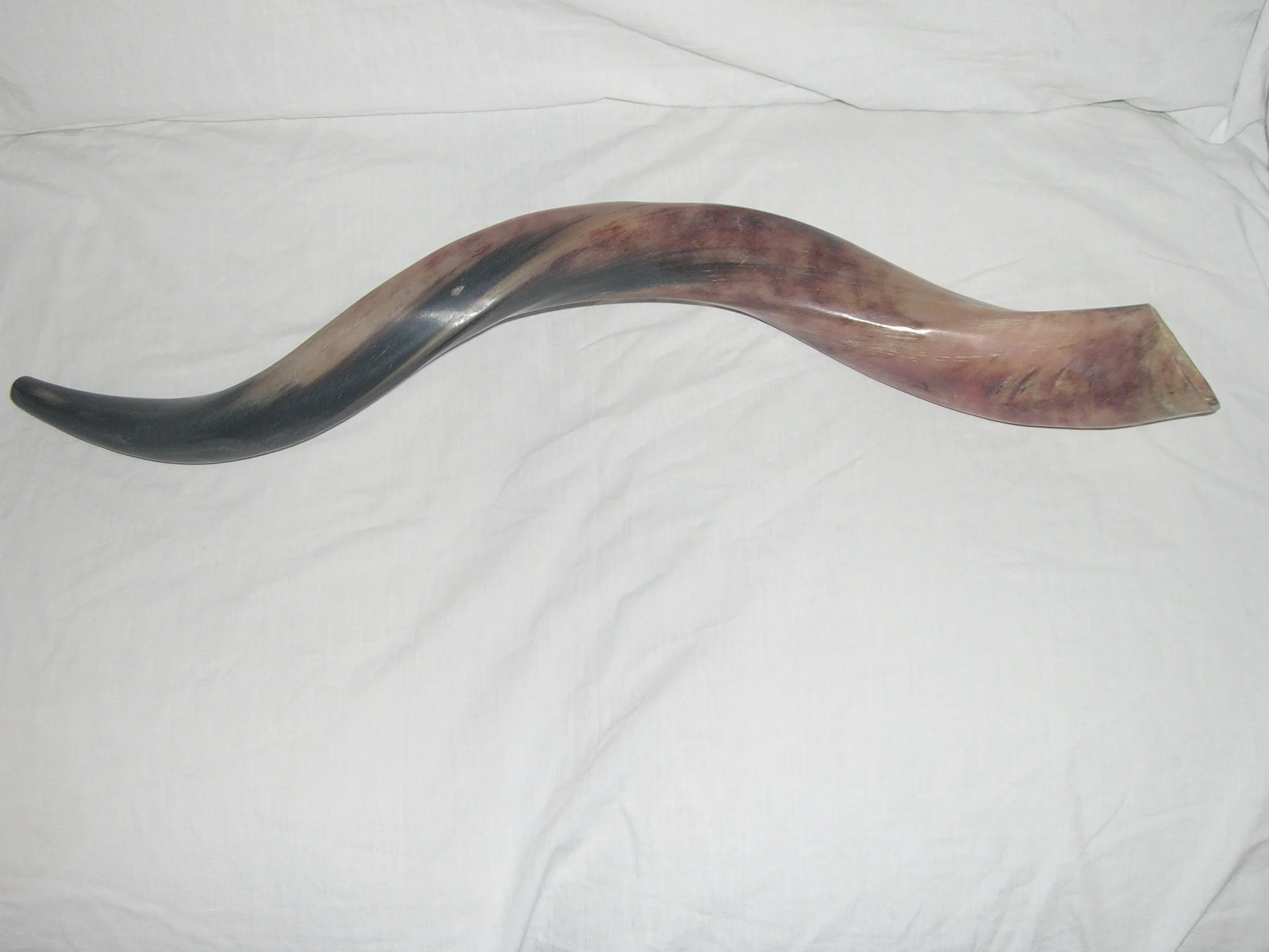 50-59 cm, corno Shofar Kudu yemenita, lucidato
