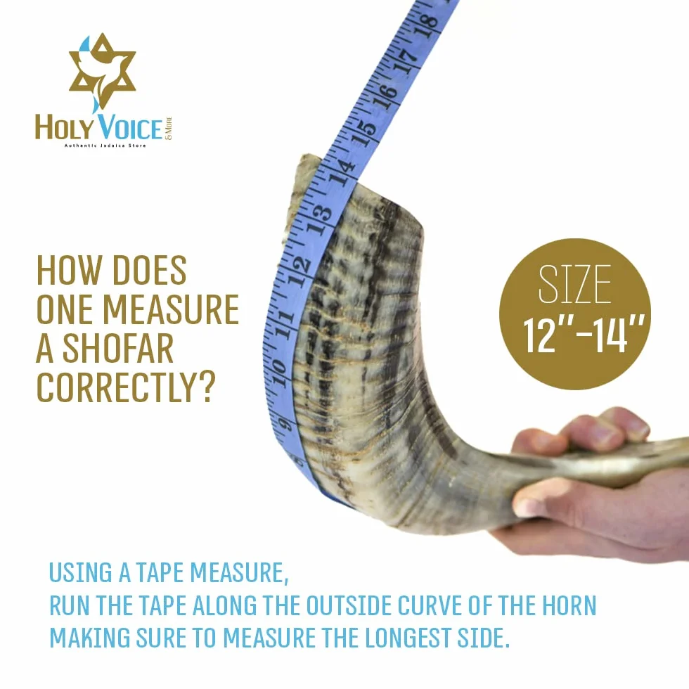 Holy Voice Kosher, corno Shofar di ariete proveniente da Israele, 30,5-35,6 cm, tradizionale mezzo lucido, strumento musicale ebraico antico della Terra Santa, bocchino liscio per un facile soffiaggio
