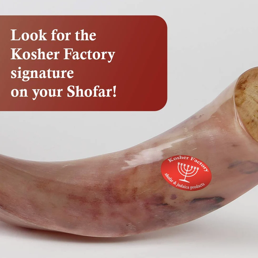 88,90 cm (35")-93,98 cm (37") Yemenite Shofar Kosher alta qualità & smalto borsa omaggio