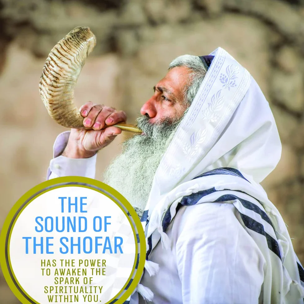 Holy Voice Kosher, corno Shofar di ariete proveniente da Israele, 30,5-35,6 cm, tradizionale mezzo lucido, strumento musicale ebraico antico della Terra Santa, bocchino liscio per un facile soffiaggio