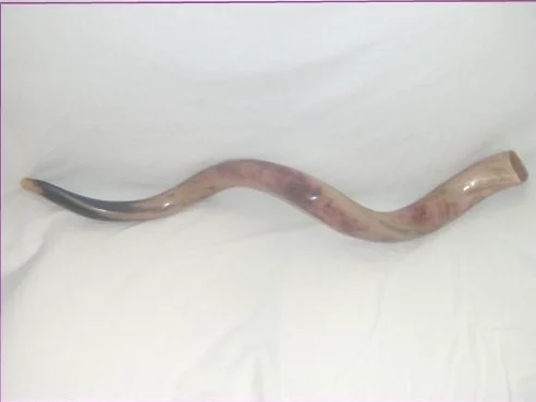 80-89 cm (31"-35") Kudu Yemenita HORN SHOFAR Kosher Tutto lucido Nuovo
